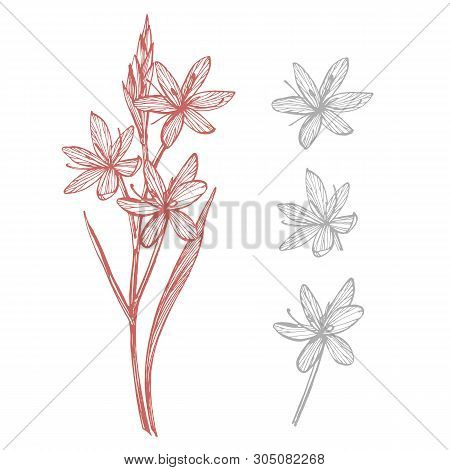 Kafir Lilies Flowers. Collection Of Hand Drawn Flowers And Plants. Botany. Set. Vintage Flowers. Bla