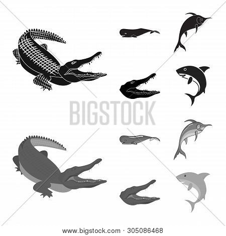 Vector Illustration Of Sea And Ocean Icon. Collection Of Sea And Reptiles Vector Icon For Stock.