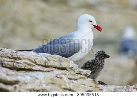 Red-billed Gull With Small Chick, Kaikoura Peninsula, South Island, New Zealand. This Bird Is Native