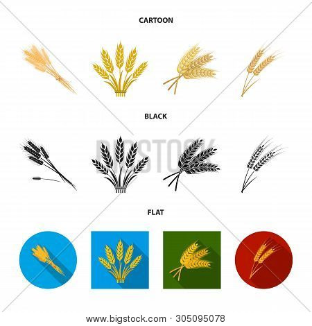 Isolated Object Of Wheat And Stalk Logo. Collection Of Wheat And Grain Stock Vector Illustration.