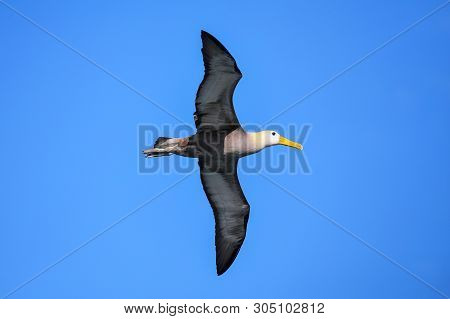 Waved Albatross (phoebastria Irrorata) In Flight On Espanola Island, Galapagos National Park, Ecuado
