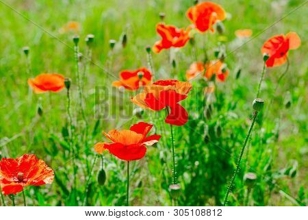 Flower Poppy Flowering On Background Poppies Flowers