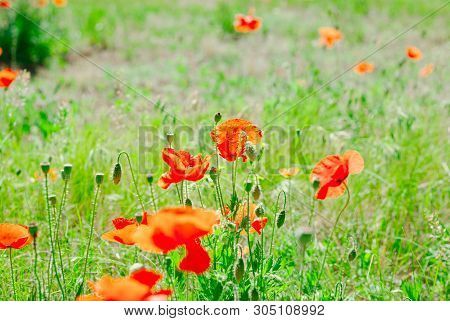 Flower Poppy Flowering On Background Poppies Flowers