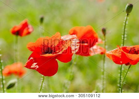 Flower Poppy Flowering On Background Poppies Flowers