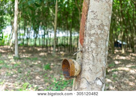 Rubber Tree (hevea Brasiliensis) Produces Latex. By Using Knife Cut At The Outer Surface Of The Trun