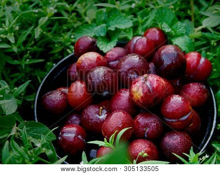 Plum Ju-li