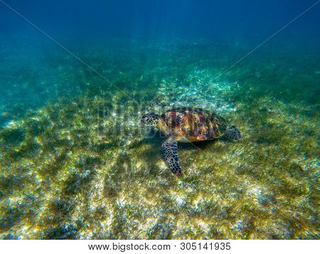 Sea Tortoise In Green Sea Grass. Green Turtle Underwater Photo. Wild Animal In Natural Environment. 