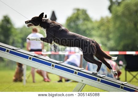 Dog Border Collie In Agility Balance Beam.  Amazing Day On Czech Agility Competition. They Are Middl