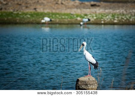 Asian Openbill Stork Or Anastomus Oscitans Portrait On A Rock Perch In Background Famous Padam Lake 