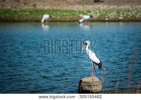 Asian Openbill Stork Or Anastomus Oscitans Portrait On A Rock Perch In Blue Water Background Famous 