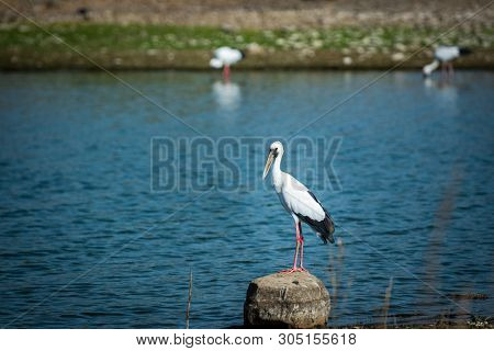 Asian Openbill Stork Or Anastomus Oscitans Portrait On A Rock Perch In Background Famous Padam Lake 