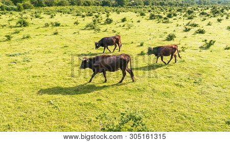 A Herd Of Cattle Heck, Grazing In A Clearing On A Spring Sunny Day In Western Germany.