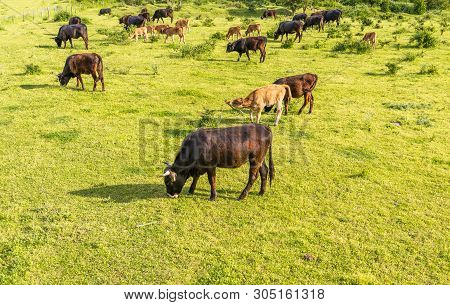 A Herd Of Cattle Heck, Grazing In A Clearing On A Spring Sunny Day In Western Germany.