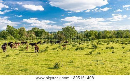 A Herd Of Cattle Heck, Grazing In A Clearing On A Spring Sunny Day In Western Germany.