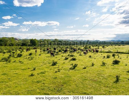A Herd Of Cattle Heck, Grazing In A Clearing On A Spring Sunny Day In Western Germany.