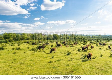 A Herd Of Cattle Heck, Grazing In A Clearing On A Spring Sunny Day In Western Germany.