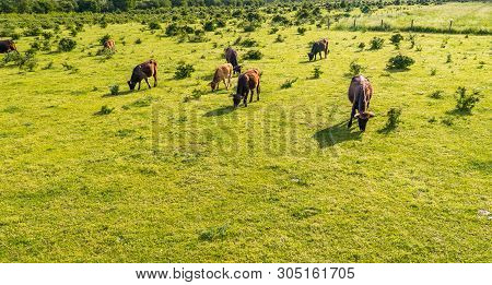 A Herd Of Cattle Heck, Grazing In A Clearing On A Spring Sunny Day In Western Germany.