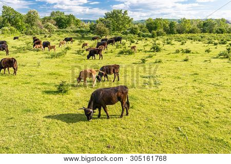 A Herd Of Cattle Heck, Grazing In A Clearing On A Spring Sunny Day In Western Germany.