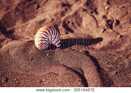 nautilus pompilius sea shell seashell on black sand beach, Isle of Wight
