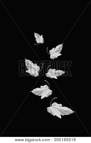 Tree Leaves In Black And White In Black Background
