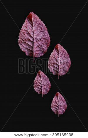 Yellow And Red Treeleaves In Black Background