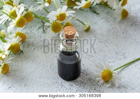 A Bottle Of Dark Blue German Chamomile Essential Oil And Fresh Flowers On A Bright Background