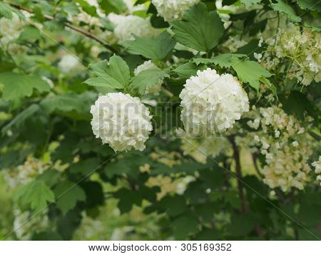 White Spherical Flower Buds Buldenezh. Floriculture.