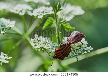 Two Italian Striped Bugs Are Mating On A Wild Chervil Flower