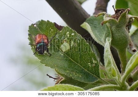 Garden Foliage Beetle, Phyllopertha Horticola - Damaging Apple Tree Leaves In The Garden
