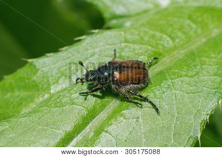 Garden Foliage Beetle, Phyllopertha Horticola - Damaging Leaves In The Garden