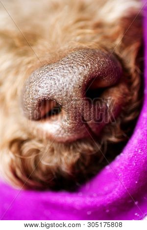 Beautiful Macro Dog Nose Background Lagotto Romagnolo Breed 50,6 Megapixels 6480 With 4320 Pixels