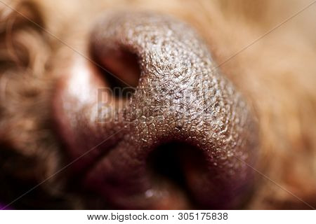 Beautiful Macro Dog Nose Background Lagotto Romagnolo Breed 50,6 Megapixels 6480 With 4320 Pixels