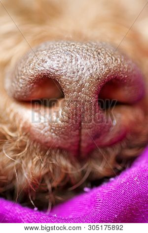 Beautiful Macro Dog Nose Background Lagotto Romagnolo Breed 50,6 Megapixels 6480 With 4320 Pixels