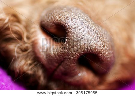 Beautiful Macro Dog Nose Background Lagotto Romagnolo Breed 50,6 Megapixels 6480 With 4320 Pixels