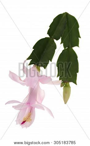 Focus Stacked Image Of A Zygocactus (schlumbergera Truncata Hybrids) Flattened-bell Pink Flower, A S