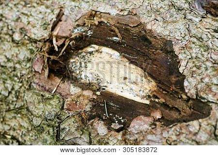 Trippy Tree Surface Abstract Macro Background 50,6 Megapixels 6480 With 4320 Pixels