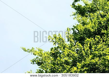 Wild Forest Tree Background 50,6 Megapixels 6480 With 4320 Pixels
