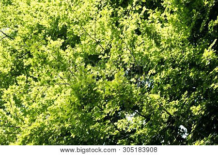 Wild Forest Tree Background 50,6 Megapixels 6480 With 4320 Pixels