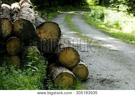 Tree Cut On Wild German Forest With A Road Background 50,6 Megapixels 6480 With 4320 Pixels