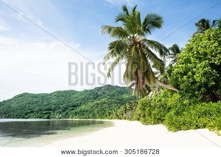 Coconut Trees At Anse Marie-loise Beach, Mahe Island, Seychelles