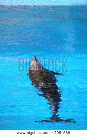 Sylwetka Delfin