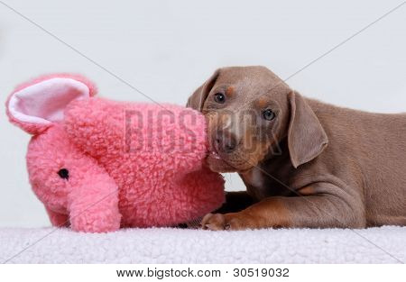 ลูกสุนัข Doberman Pinscher ด้วยของเล่น