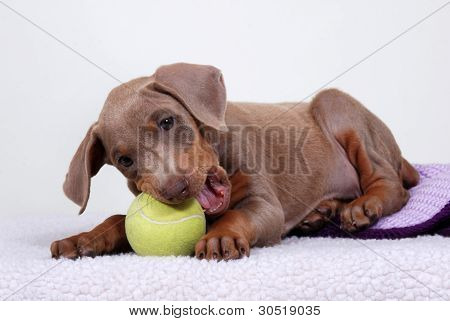 ลูกสุนัข Doberman Pinscher กับลูกเทนนิส