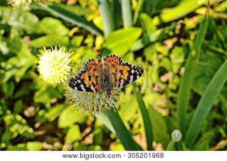 Motley Butterfly On Bulbous Plants.