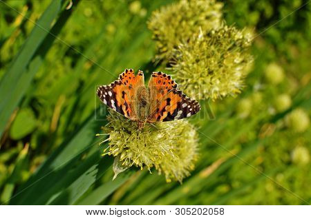 Motley Butterfly On Bulbous Plants.