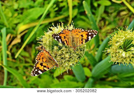 Motley Butterfly On Bulbous Plants.