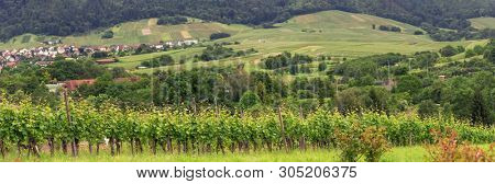 Panorama Vineyards in Baden-Baden. Germany