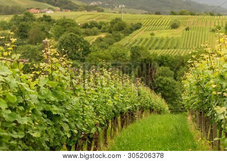 Panorama Vineyards in Baden-Baden. Germany