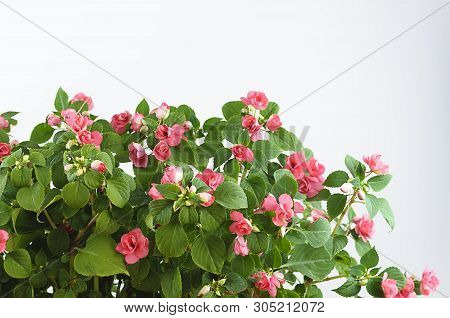 Impatiens Balsamine, White-pink Bush, On A White Background.