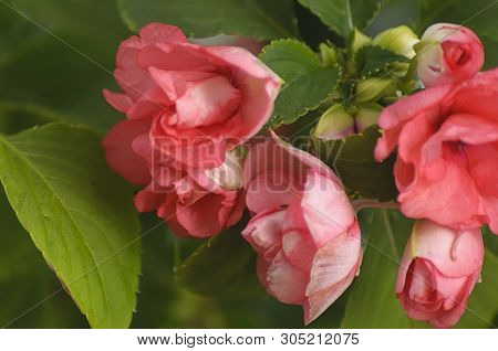 Impatiens Balsamine. Flowers Close-up Pink And White Against Green Leaves